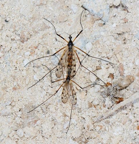 Réf. 279 310 : Limonia maculipennis